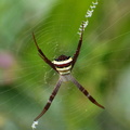 St Andrew’s Cross Spider (Argiope aetherea) Assam, India